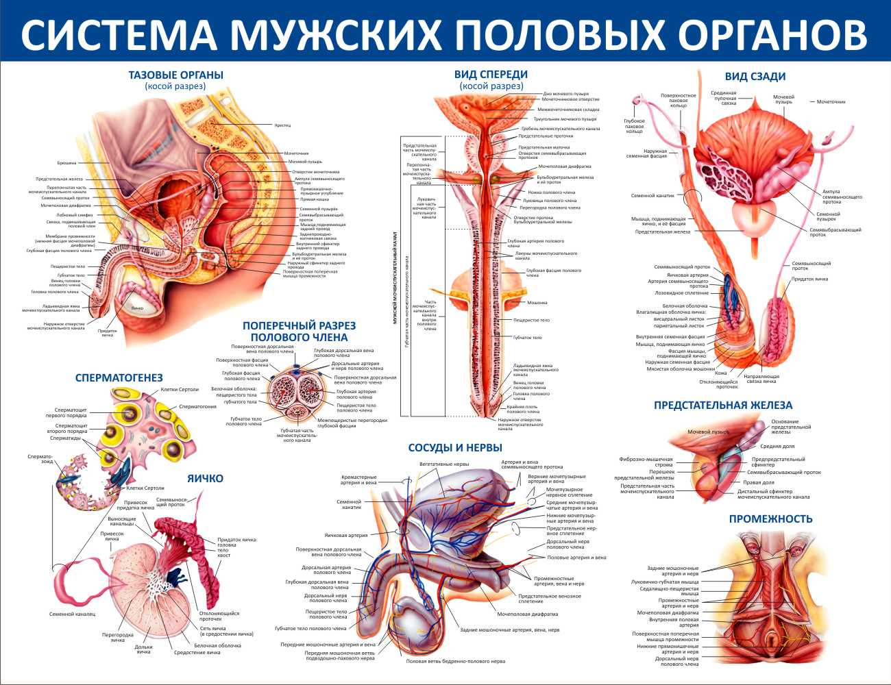 Мужские Пол Органы Фото